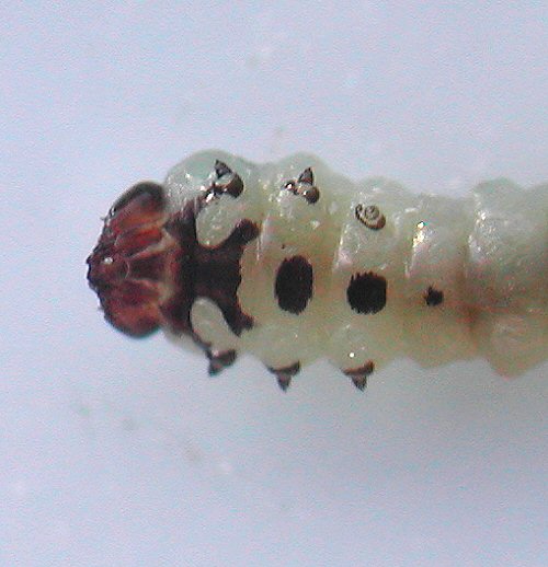 ventral view