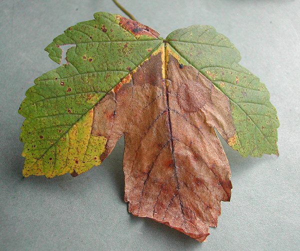 a blotch is formed from the leaf tip