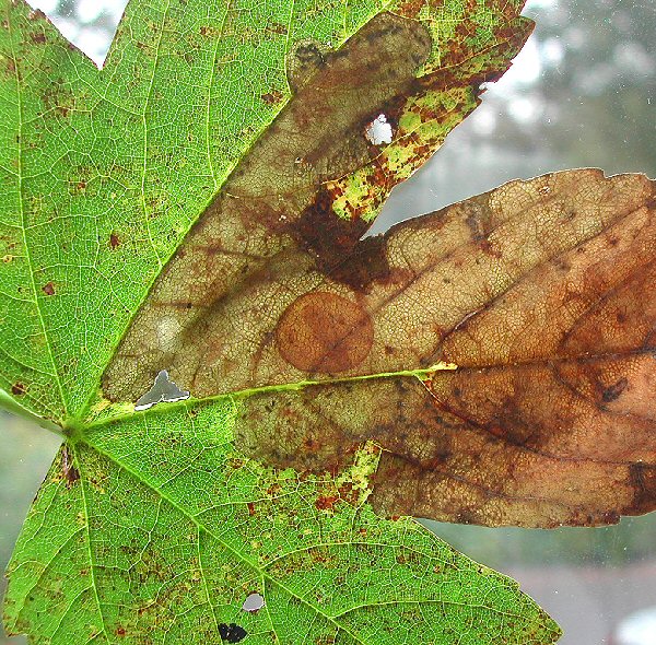 the larva pupates in a disc