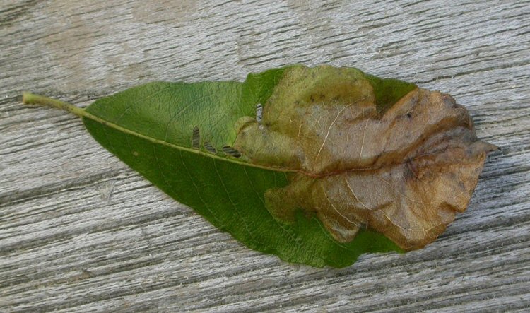mine forms at the tip of the leaf