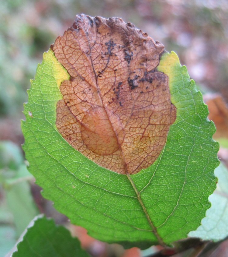 pupal disc