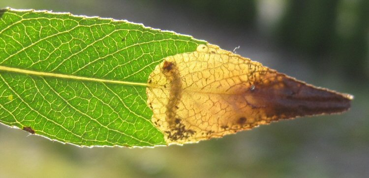 larva in mine