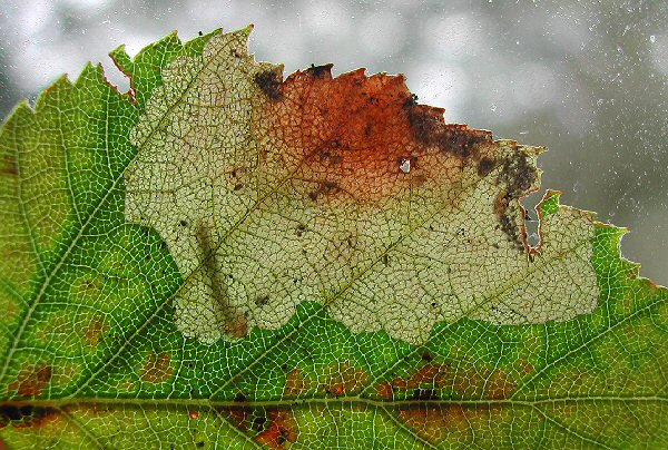 the red spot is characteristic