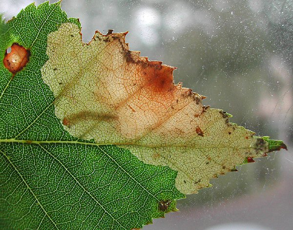 the larva has a pale head