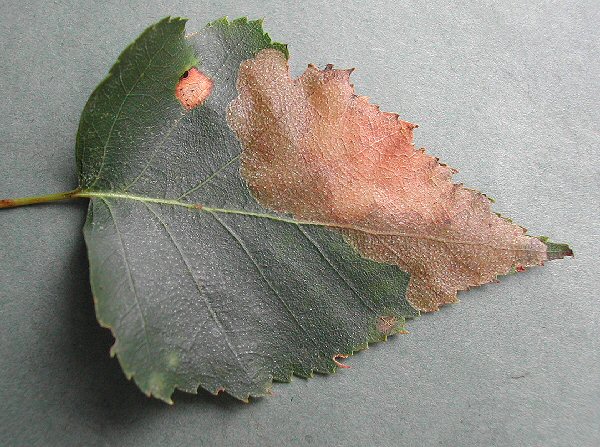 the larva is top right
