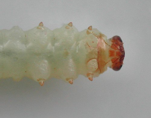 ventral view