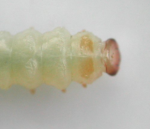 dorsal view