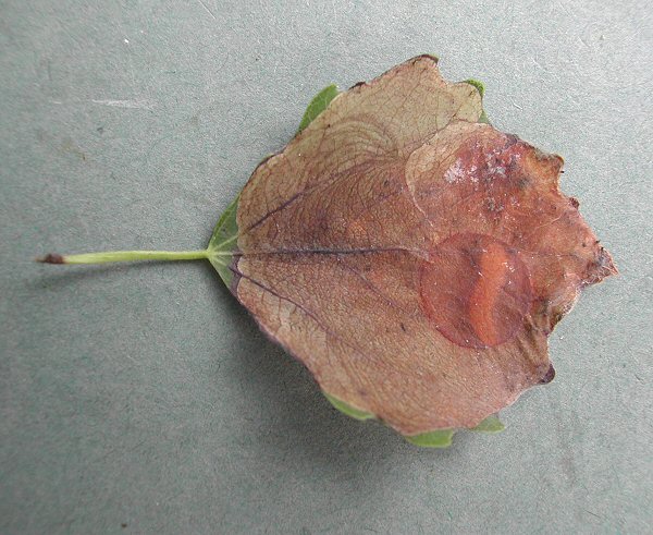 the larva froms a typical disc structure, in which it overwinters