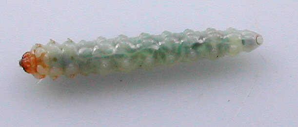 in ventral view the characteristic prosternal markings can be seen