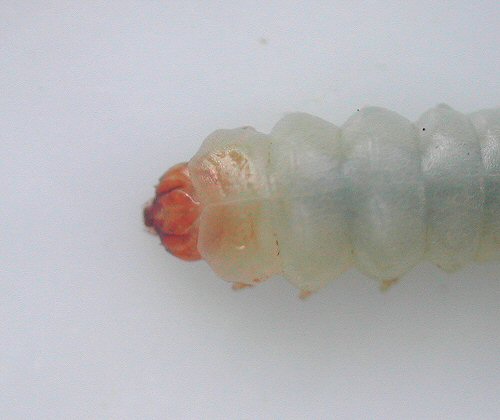 the pale brown protoracic plate is seen in this dorsal view