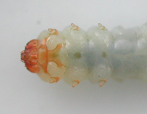 the legs have a pale brown base