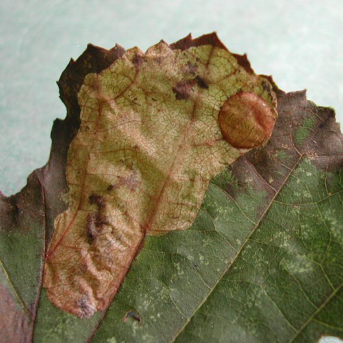 the larva pupates in a disc