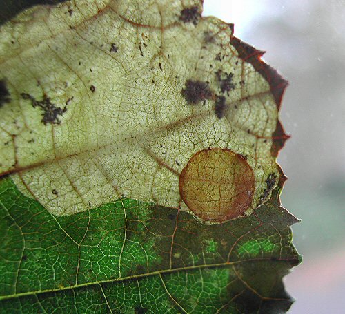 the larva pupates inside a disc