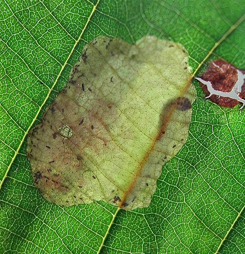 the larva has short feet