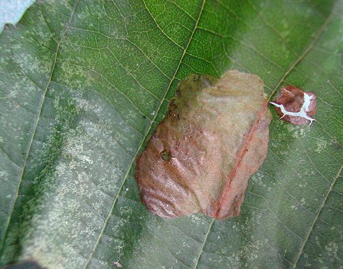 a large blotch mine is formed
