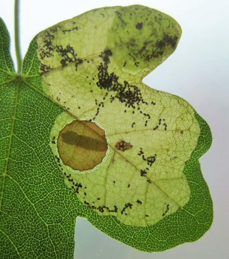 cocoon and exuviae