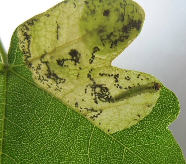 larva in ventral view