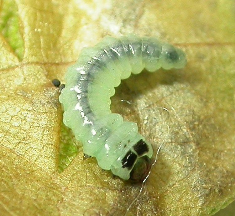 dorsal view of larva