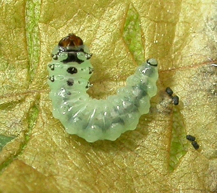 ventral view