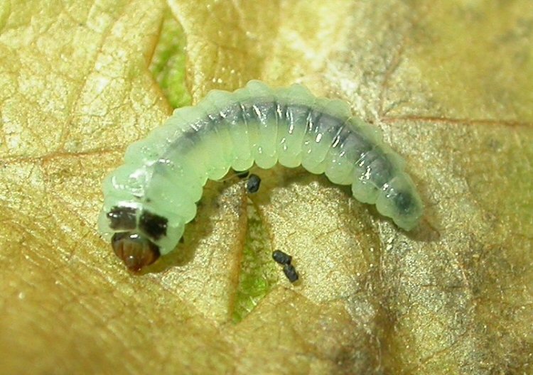 dorsal view