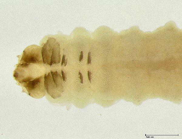 dorsal view