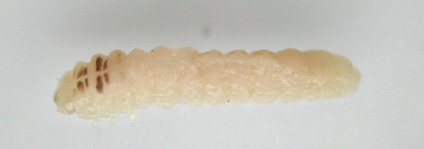 immature larva