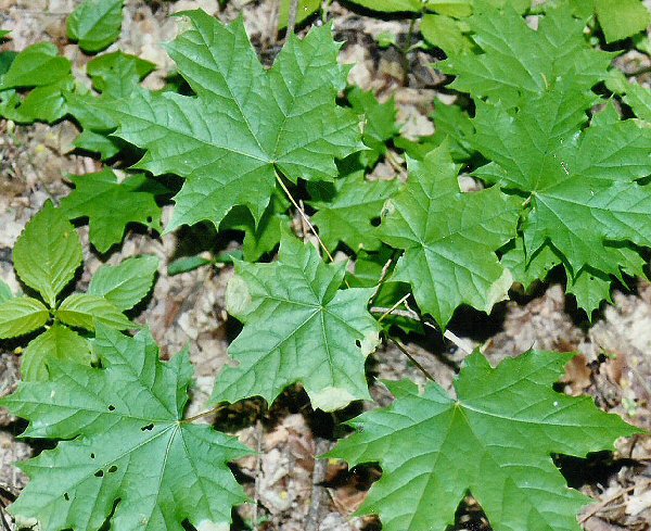 mines on saplings