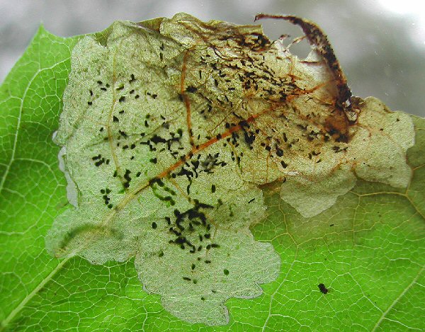 larva in mine