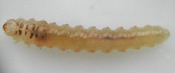 larva dorsal view