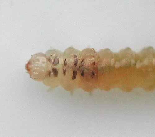 front of larva dorsal view