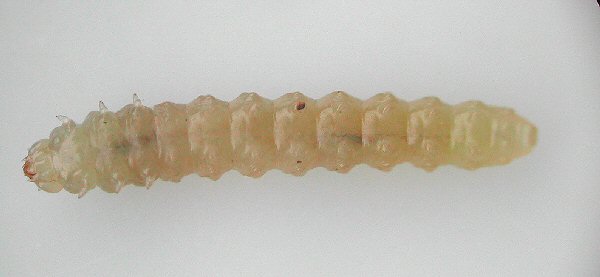 larva ventral vew