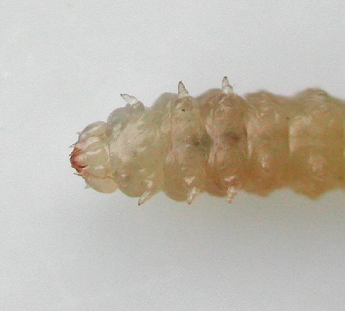 front of larva ventral view
