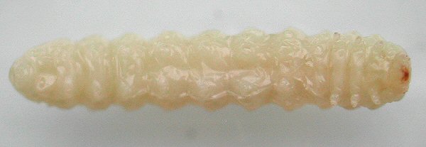 larva ventral view