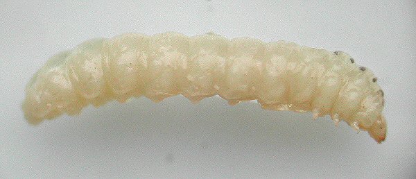 larva lateral view