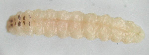 larva dorsal view