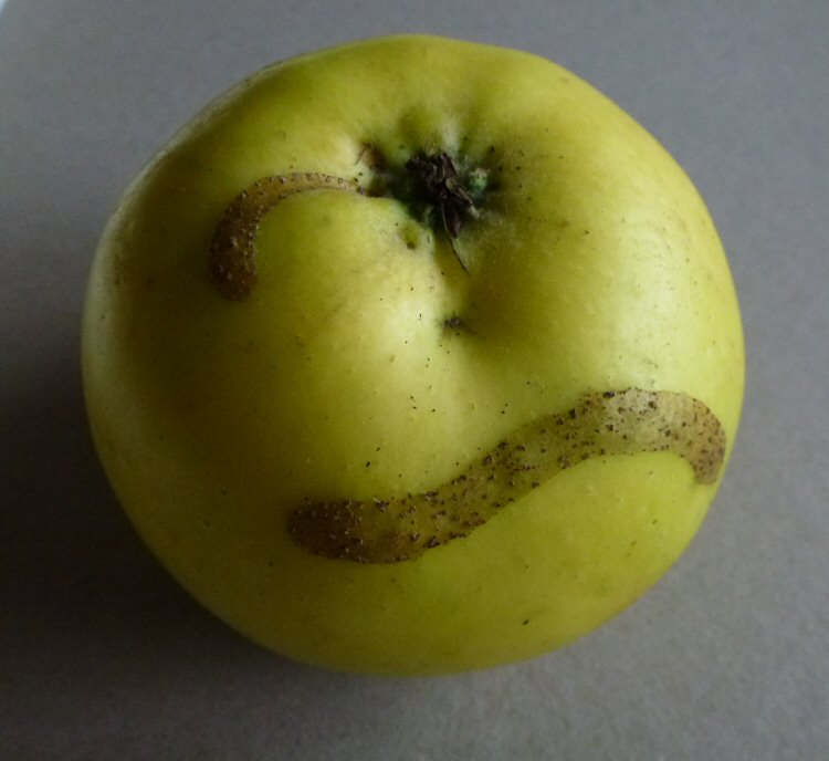 scar left by first instar larva