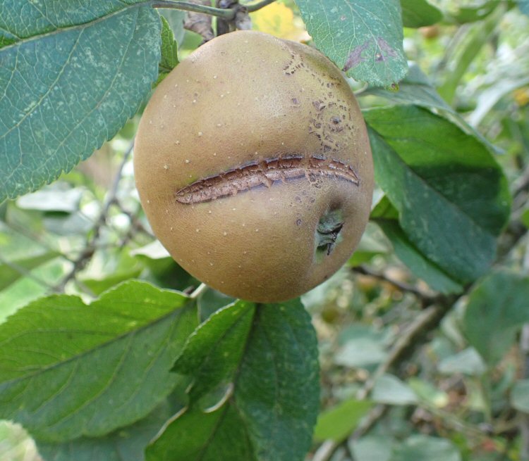tracks formed on developing fruitlet