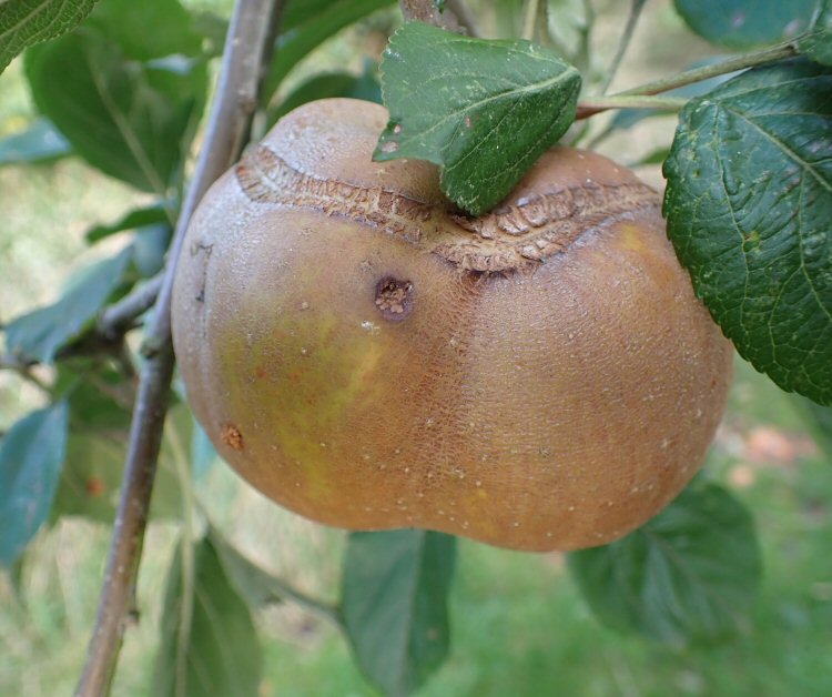tracks formed on developing fruitlet