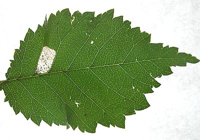 a blotch mine is formed