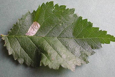 a blotch mine is formed