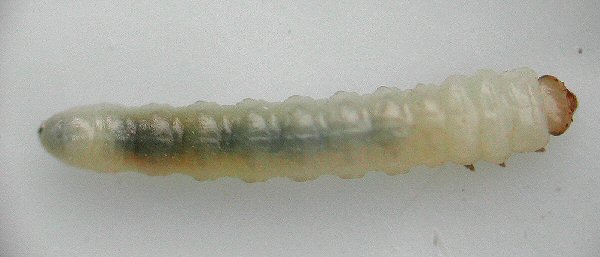 dorsal view