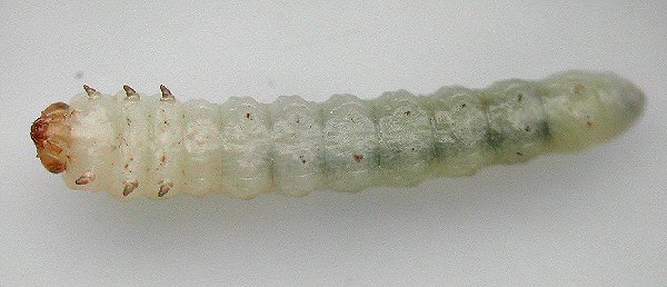 ventral view