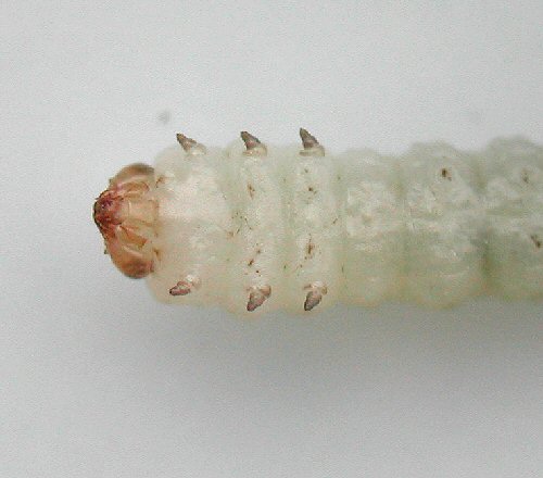 ventral view
