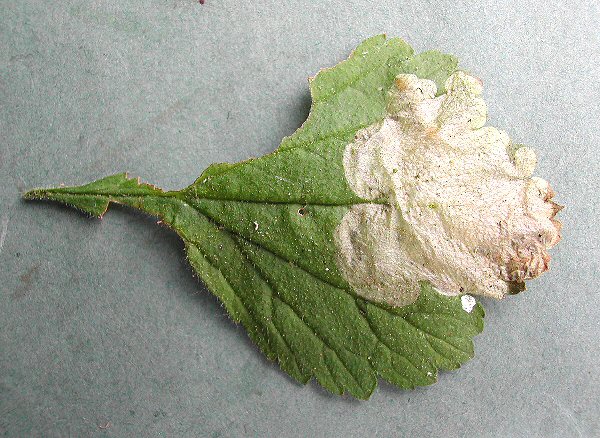 a large blotch mine is formed