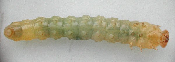 ventral view