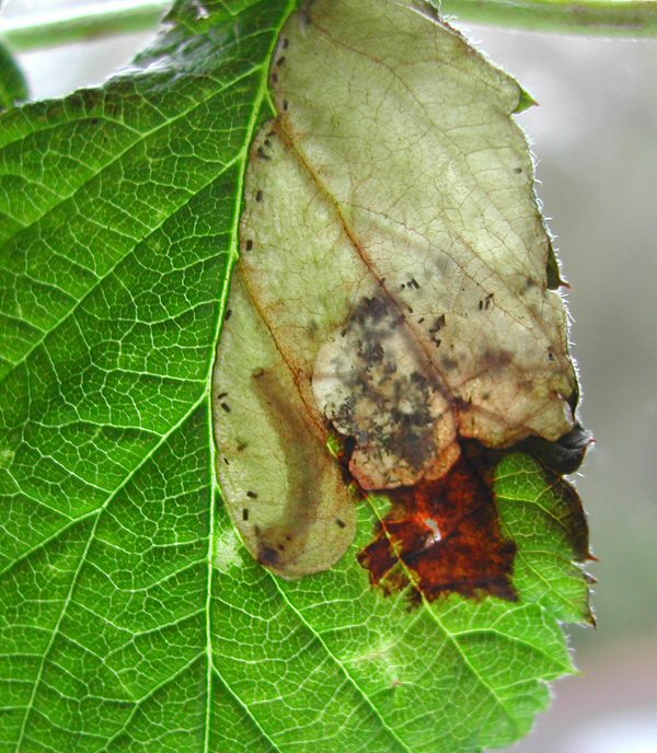 the larva has two ventral spots