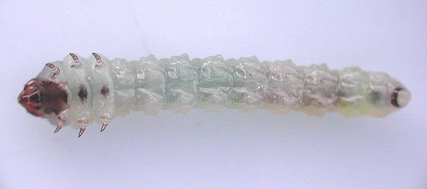 ventral view