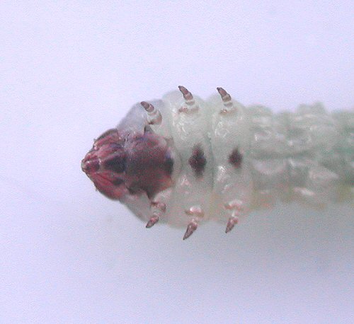 ventral view