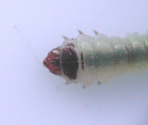 dorsal view