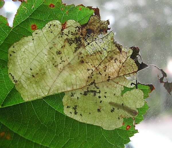 the three spots on the thorax of this larva can be seen